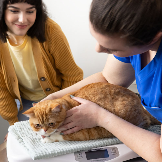 Animal medical clinic near shops me