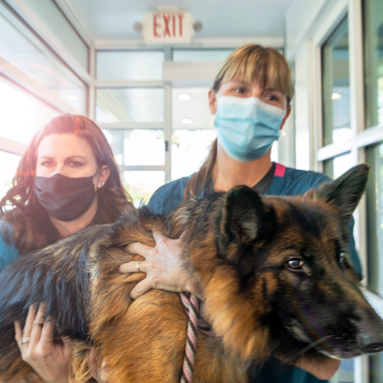 Veterinary hospital fashion for dogs